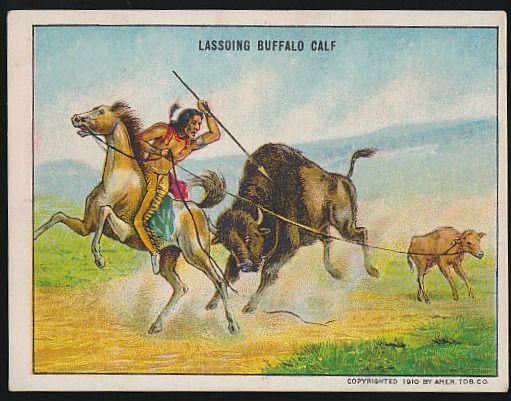 Lassoing Buffalo Calf